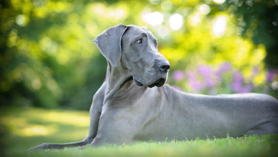 Great dane hot sale original breed